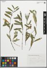 Foto von Salix purpurea L.